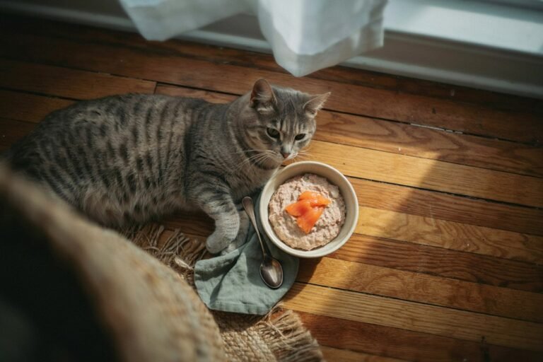 Homemade Cat Food for Senior Cats: A Complete Guide to Keeping Aging Cats Healthy, Happy, and Well-Fed