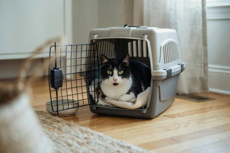 How to Sedate a Cat Naturally: What Actually Worked for My Cat (and What Didn’t)