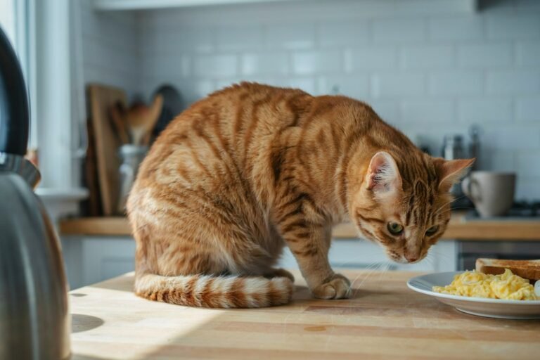 Foods That Are Toxic to Cats: Complete Guide